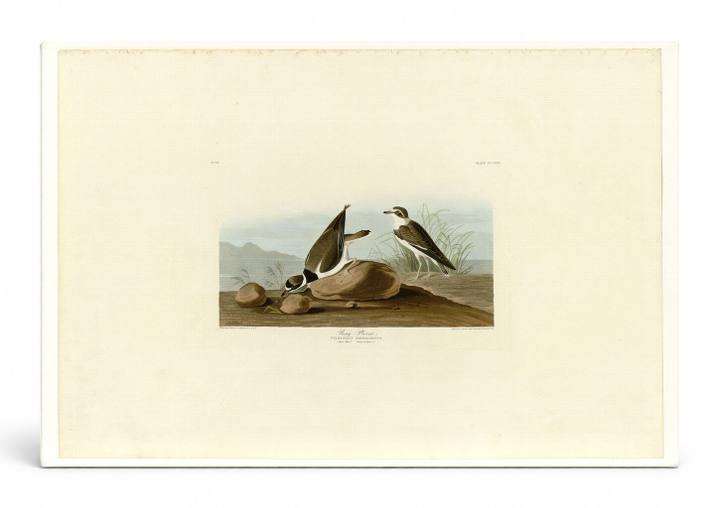 Ring Plover (Plate 330)