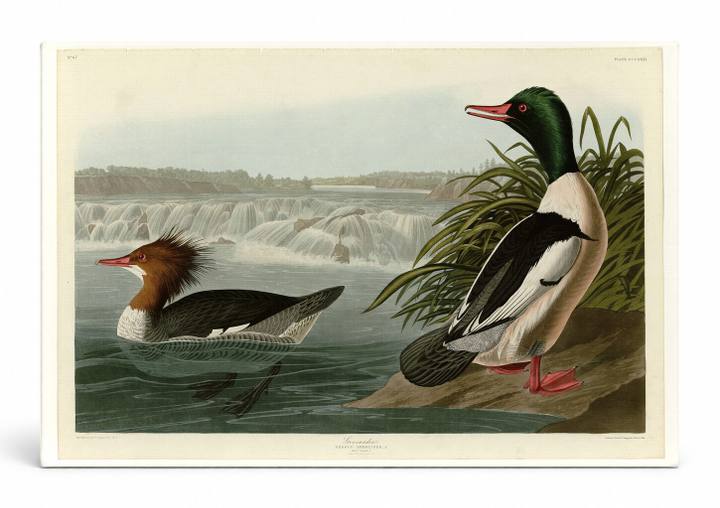 Goosander, Plate CCCXXXI (1836)