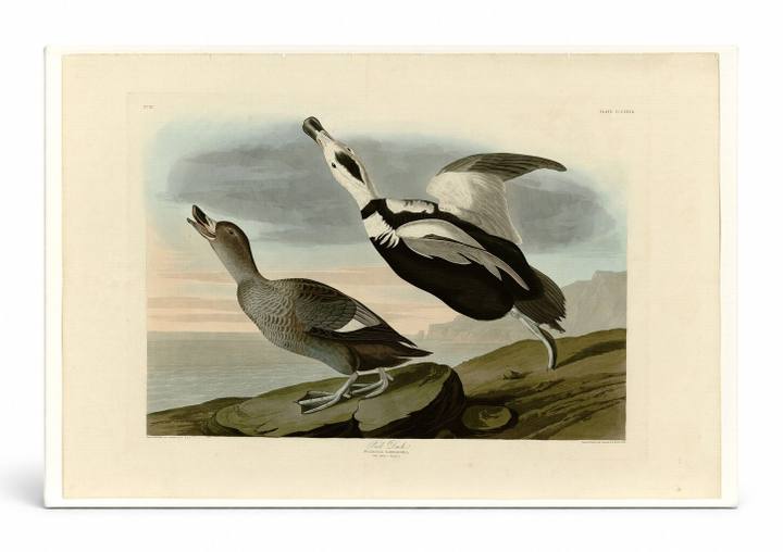 Pied Duck, Plate 332 (Birds of America)