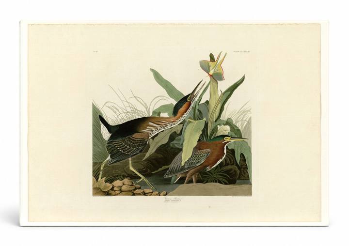 Green Heron (Plate 333)