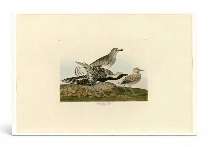 Black-bellied Plover, Plate 334