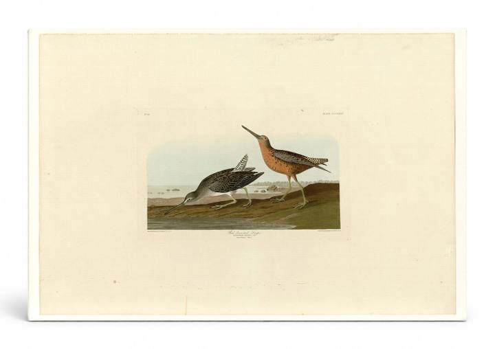 Red-breasted Snipe, Plate 335