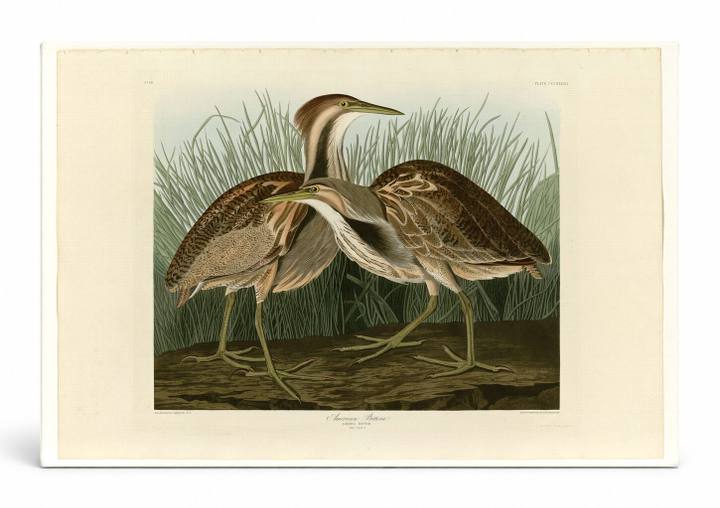 American Bittern, Plate CCXXXVII (1834)