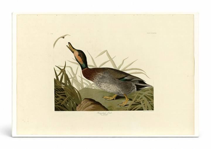Bemaculated Duck, Plate 338 (1838)