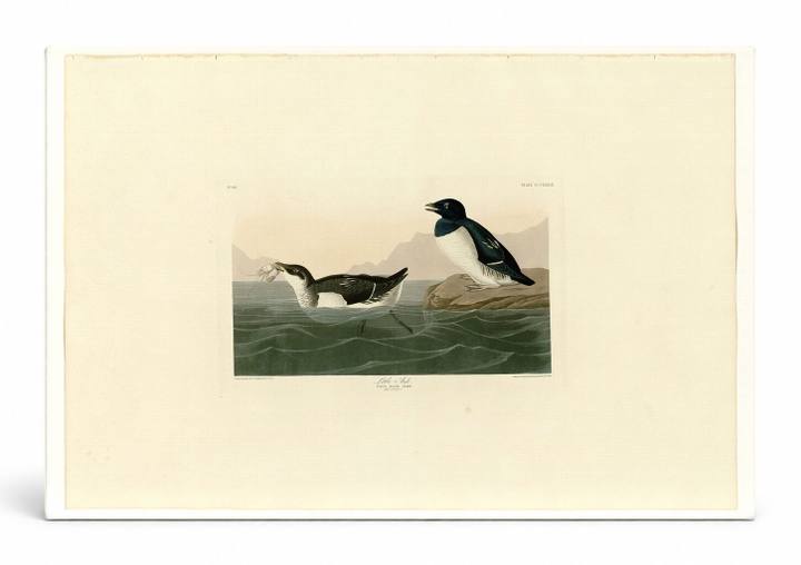 Little Auk, Plate 339 (1835)