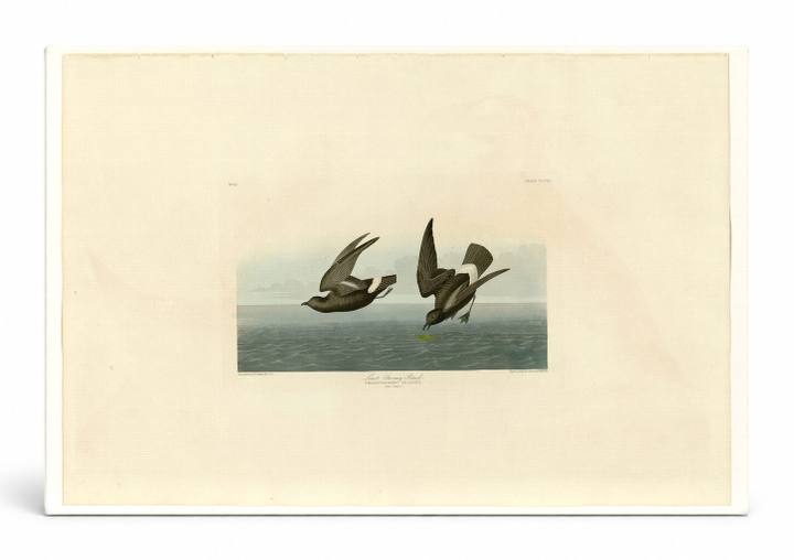 Least Stormy-Petrel (Plate 340)