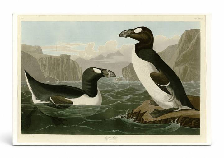 Great Auk, Plate 341 (1838)