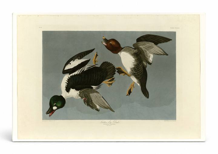 Golden-Eye Duck (Plate 342)