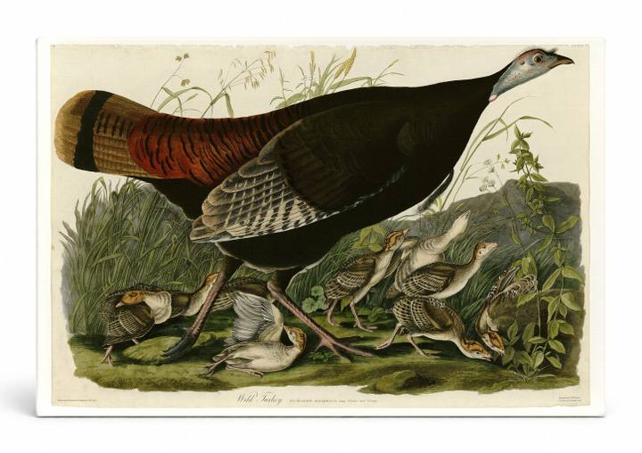 Wild Turkey (1827)