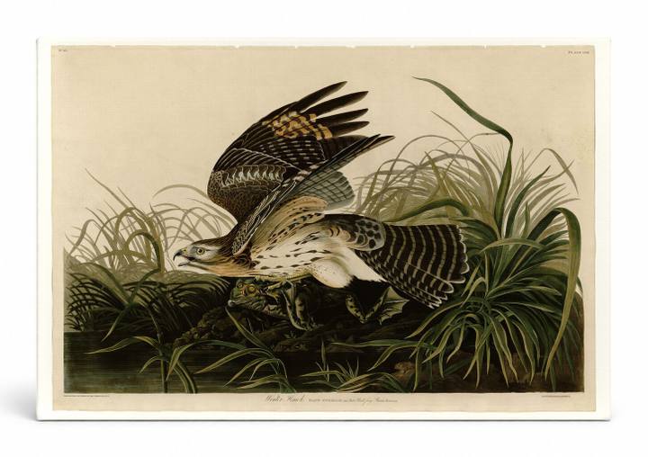 Winter Hawk, Plate CCCLVI (1838)
