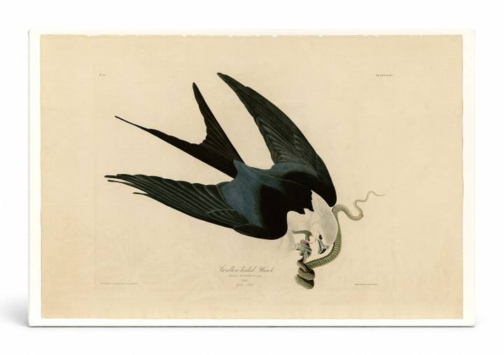 Swallow-tailed Hawk (Plate LXXII)