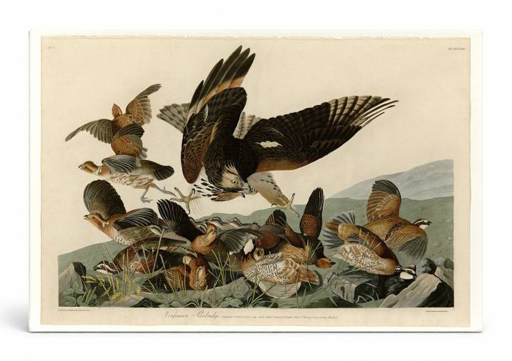 Virginian Partridge, Plate LXXVI (1827)