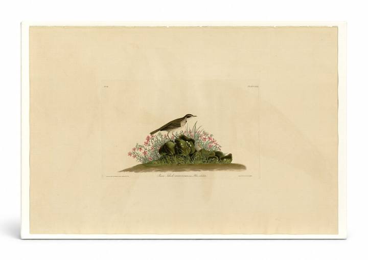 Prairie Titlark (Plate 80)