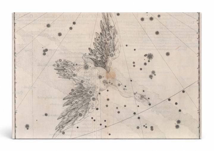 Cygnus (Uranometria, 1603)