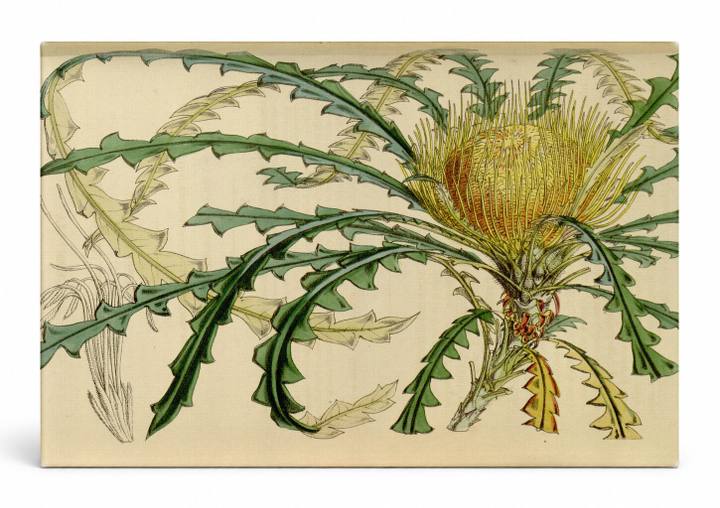 Dryandra nobilis — Plate 4633