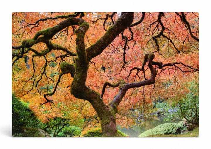 Japanese Maple in Autumn