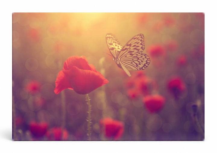 Butterfly Over Poppy Field