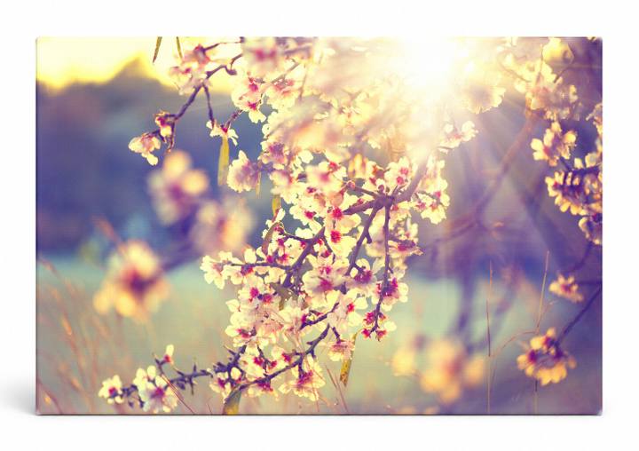 Spring Blossoms in Sunlight