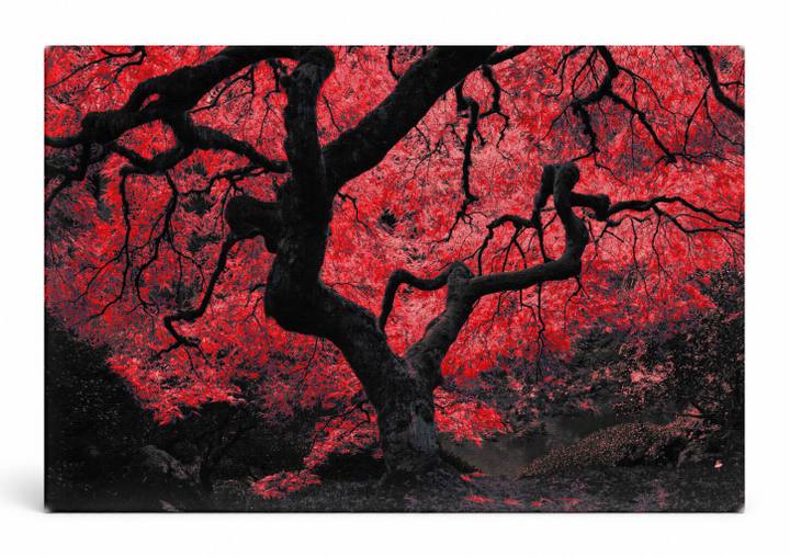 Red Japanese Maple