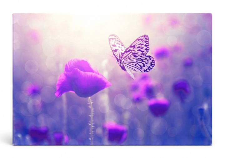 Butterfly Over Purple Flowers