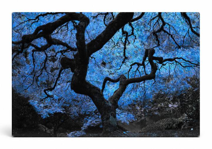 Blue Japanese Maple Tree