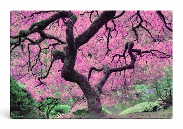 Pink Japanese Maple Tree