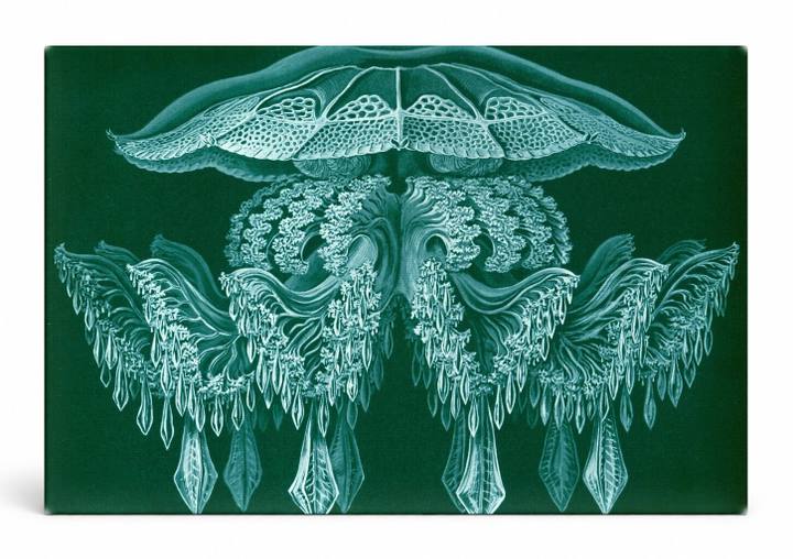 Rhizostomeae (1904)