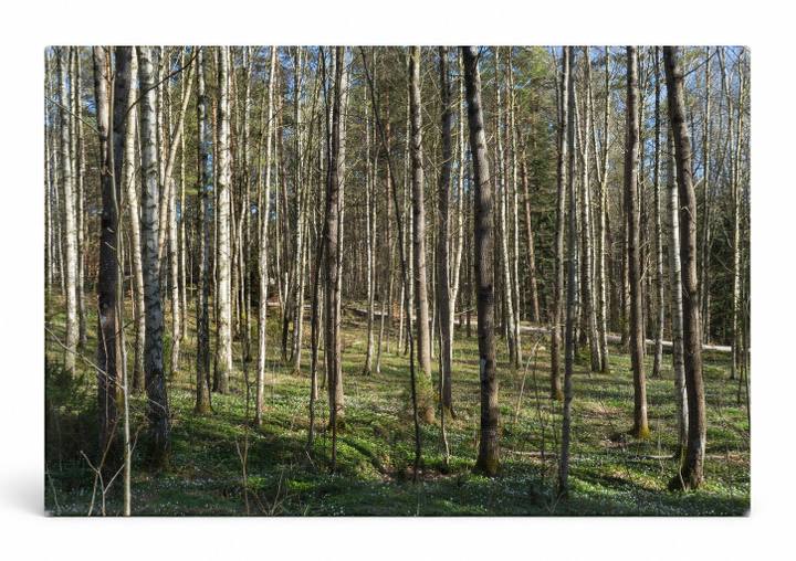 Birch Forest (1903)