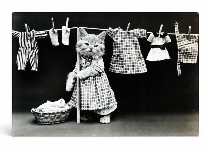 Cat Laundry