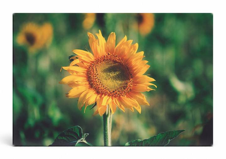 Holst Sunflower