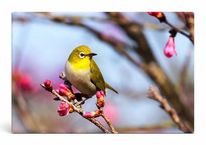 Japanese White-Eye on Cherry Blossoms