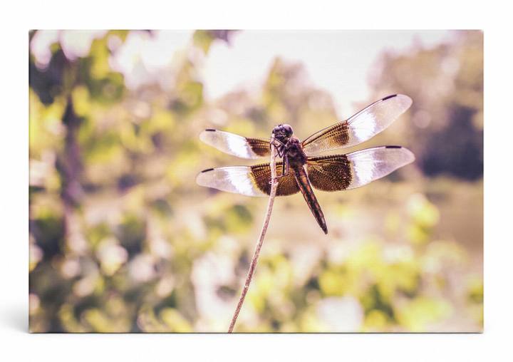 Dragonfly on a Stem