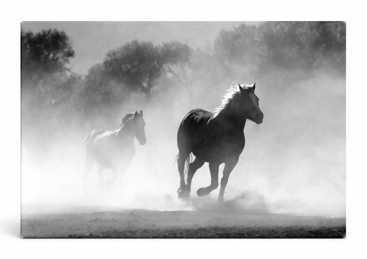 Wild Horses in Dust