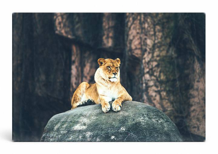 Lioness on the Rock
