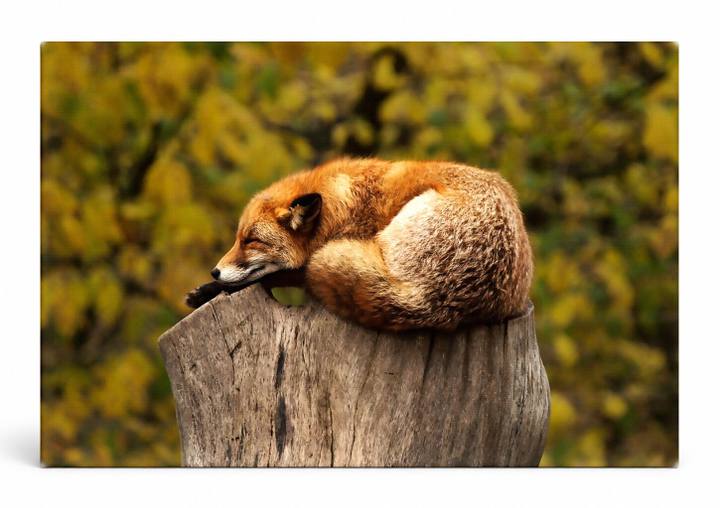 Sleeping Fox on Tree Stump