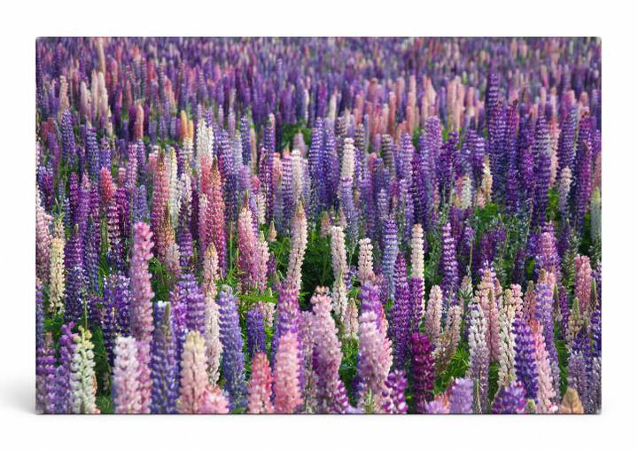 Lupine Field in Bloom
