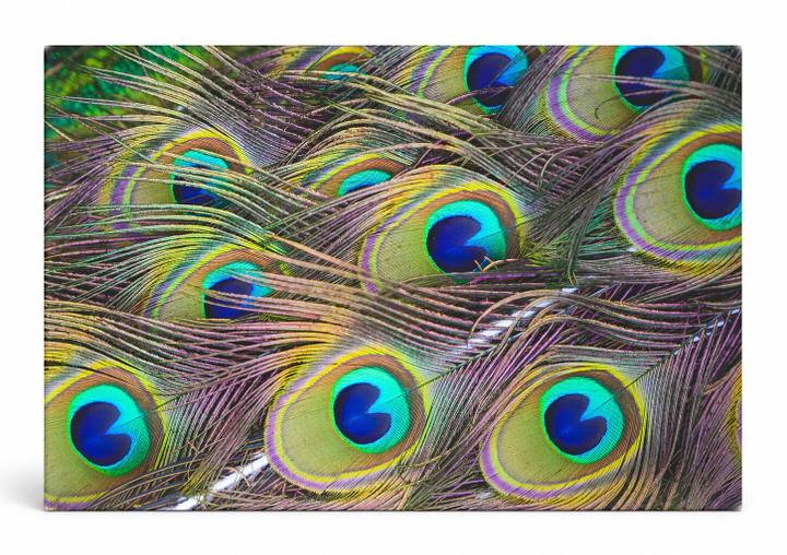 Peacock Feathers Close-Up