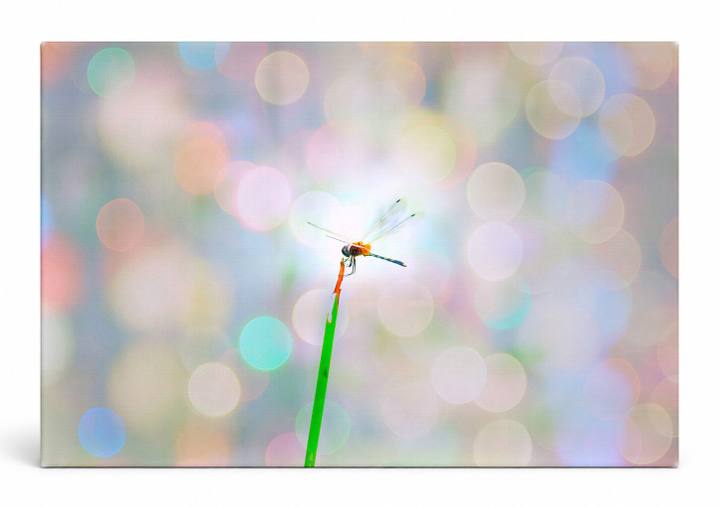Dragonfly on Stem