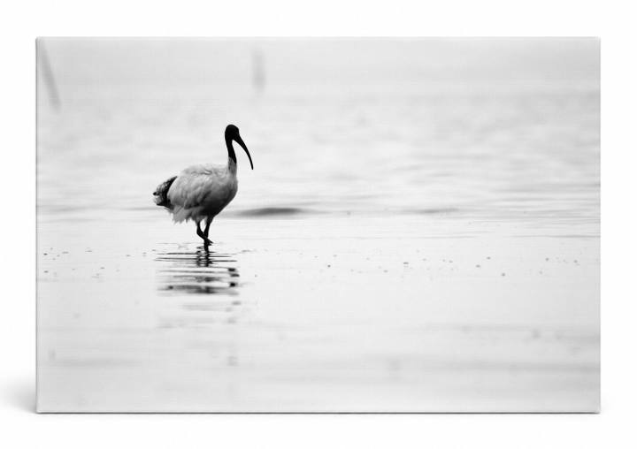 Ibis Wading in Still Water