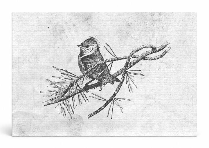 Bird on a Pine Branch