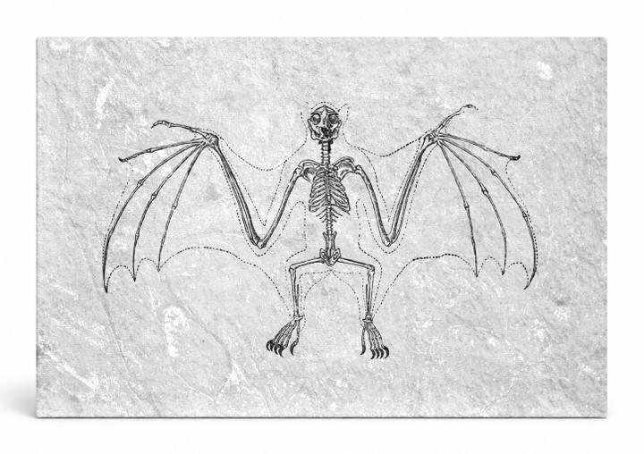 Bat Skeleton Study