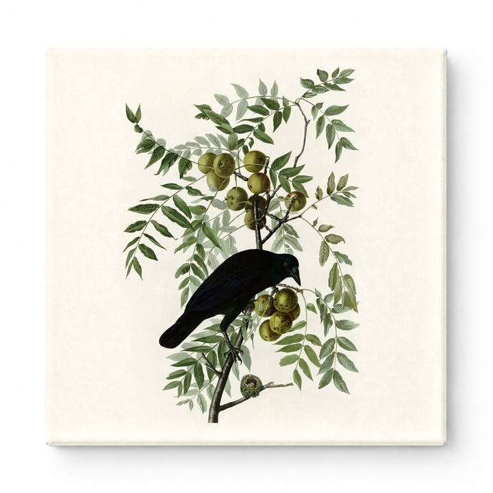 American Crow (1833)
