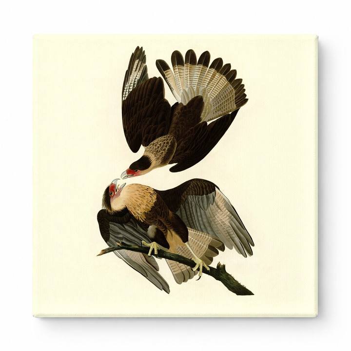 Caracara Eagle (Plate 161)