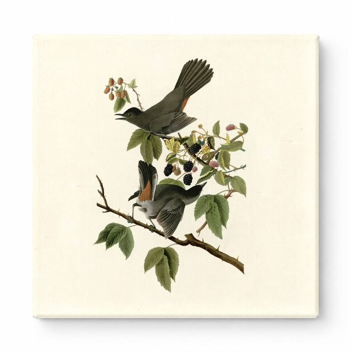 Gray Catbird (1827)