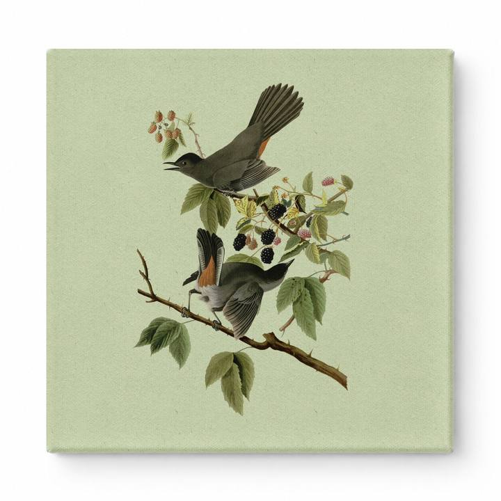 Cat-bird (1827)