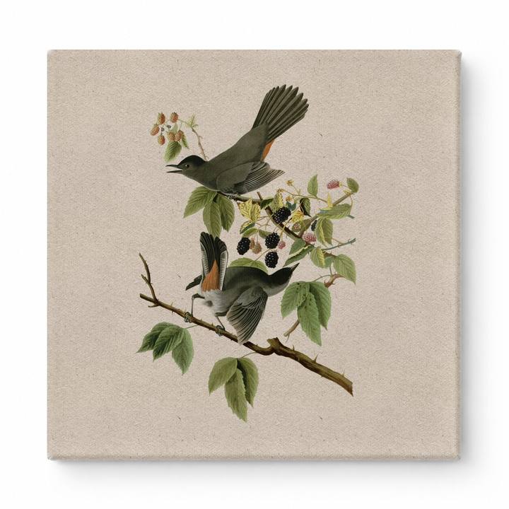 American Catbird (Plate 128)