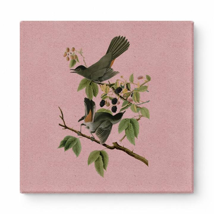 Gray Catbird (Plate 128)