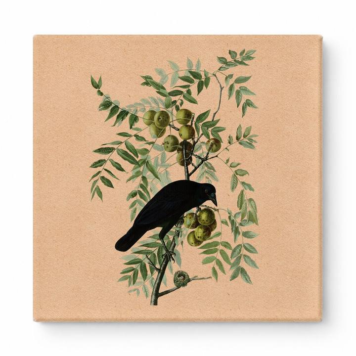 American Crow (Plate 156)