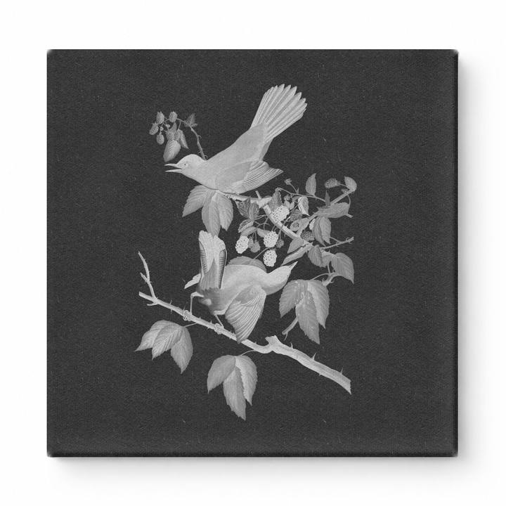 Cat-bird (1827)