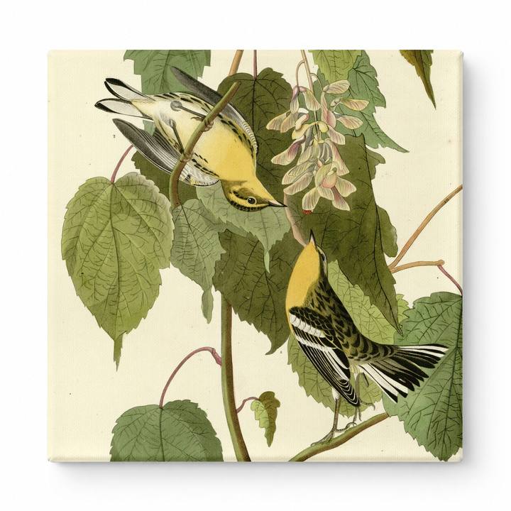 Hemlock Warbler, Plate 134 (1827–1838)